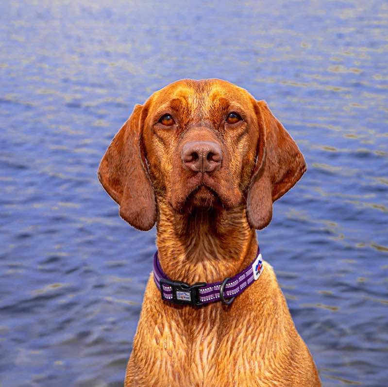 Long Paws, Comfort Dog Collar - Purple