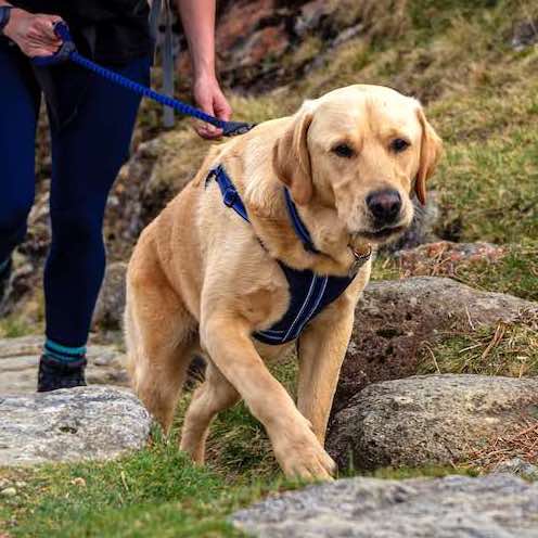 Long Paws, Comfort Rope Lead | Locking Screw Clip (Mark 3) | Navy Blue