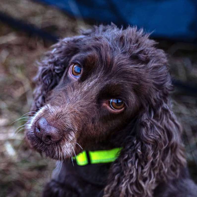 Long Paws, Neon Dog Collar