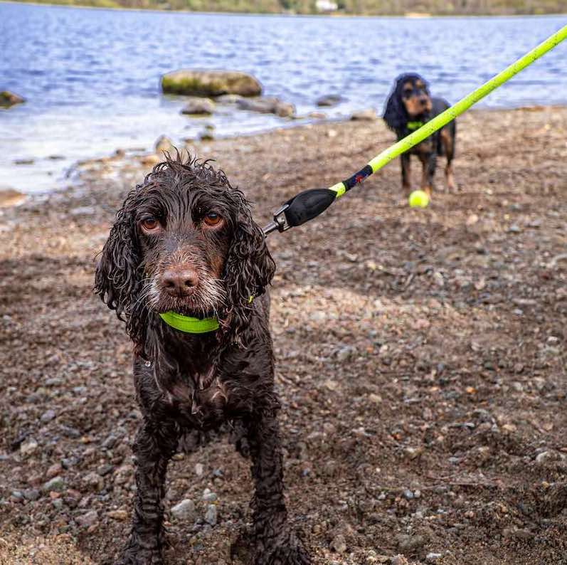 Long Paws, Reflective Neon Rope Lead