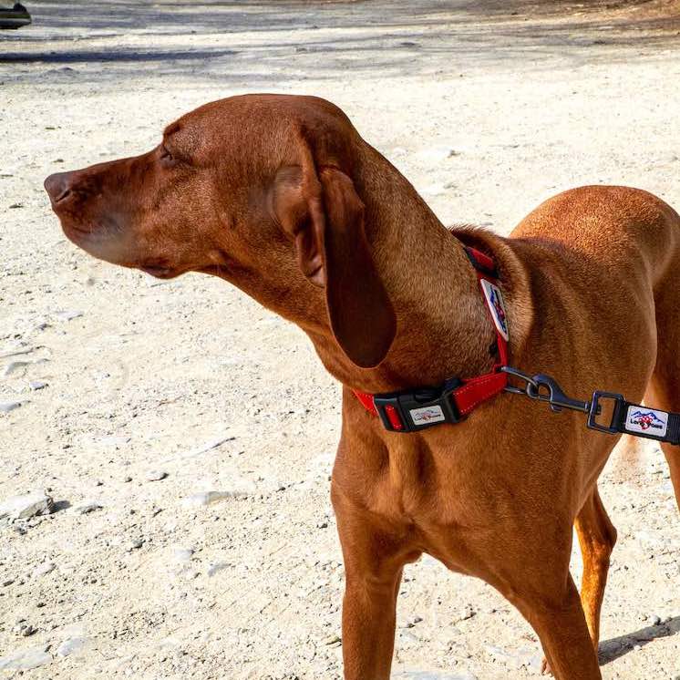 Long Paws, Reflective Dog Collar & Leash Set