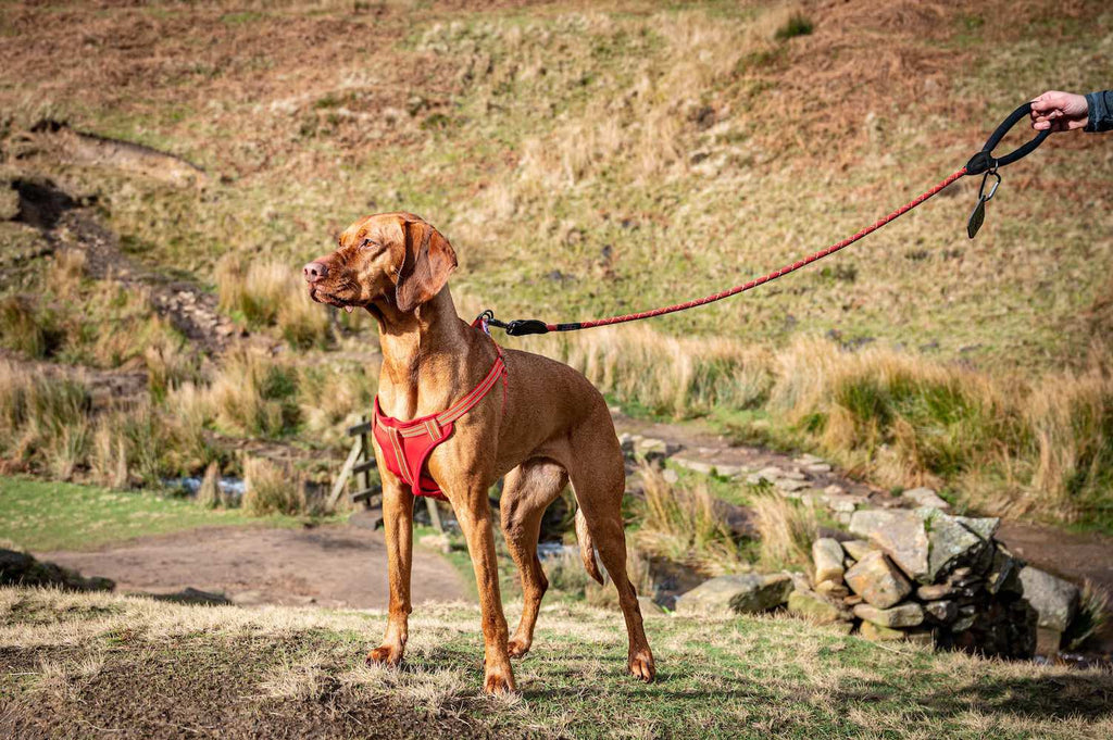Long Paws, Comfort Step-in Dog Harness - Orange / Red