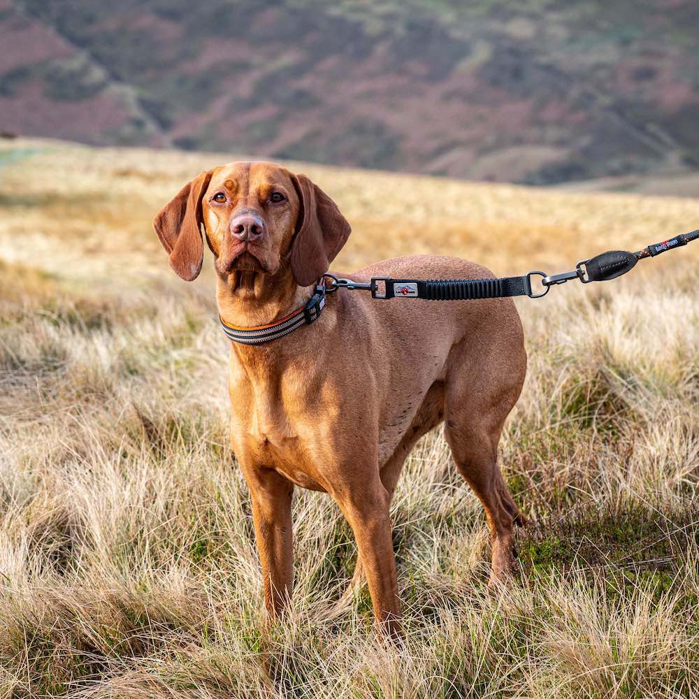 Long Paws, Bungee Lead Extender