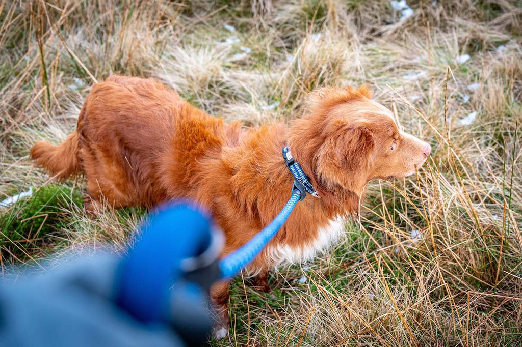 Long Paws, Comfort Rope Lead | Locking Clip
