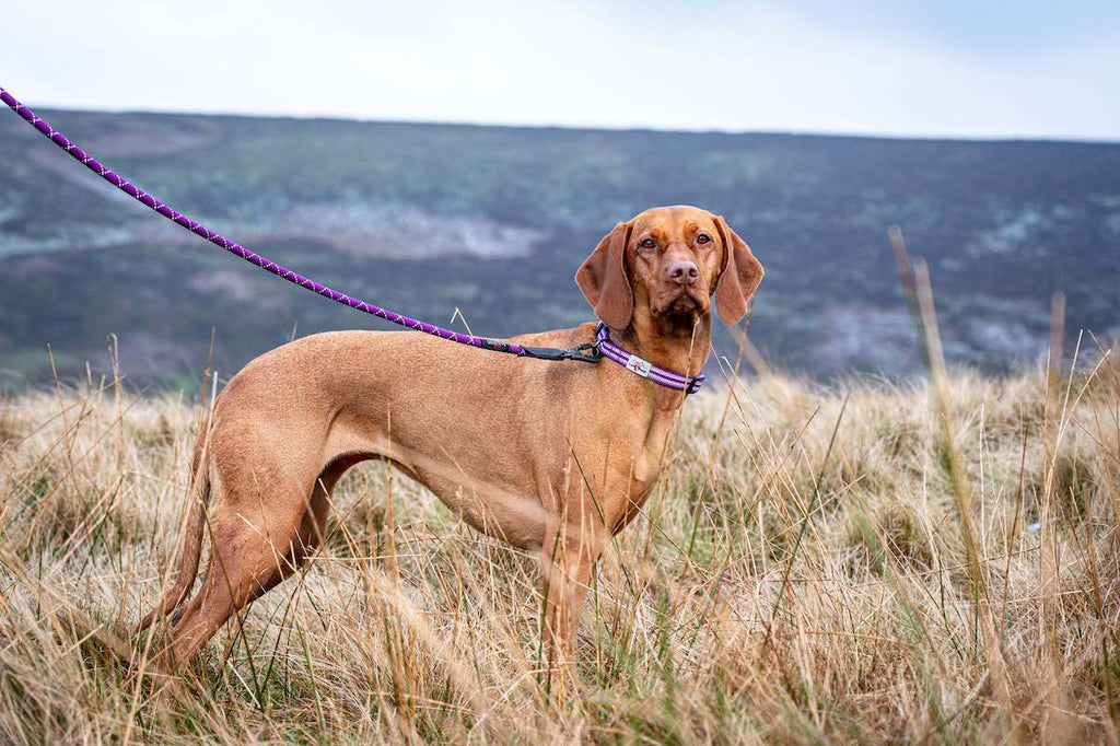 Long Paws, Comfort Rope Lead | Locking Screw Clip (Mark 3) | Purple