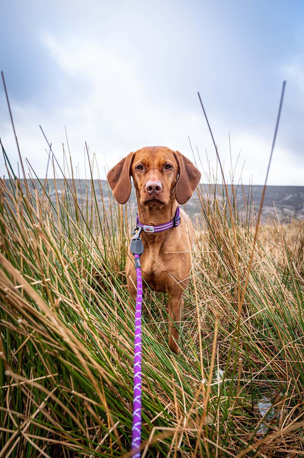 Long Paws, Comfort Rope Lead | Locking Clip