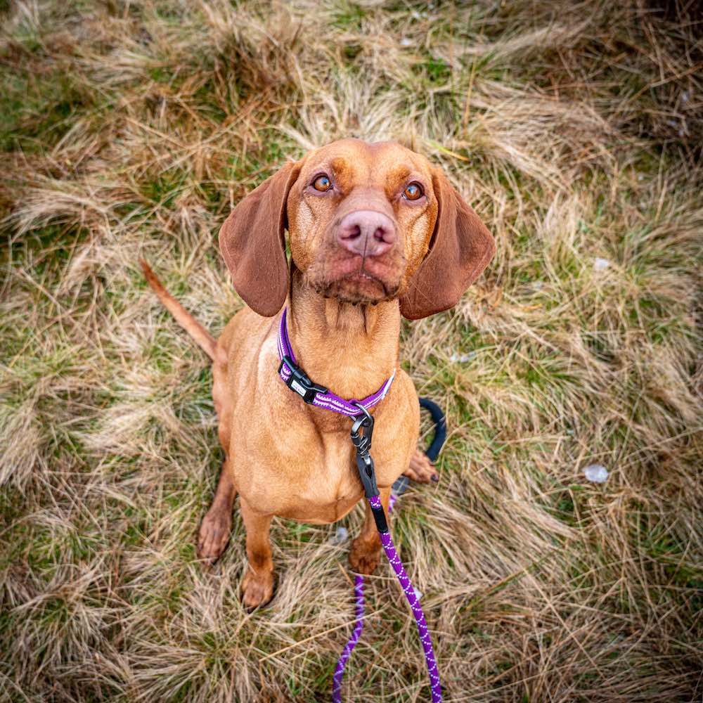 Long Paws, Comfort Dog Collar - Purple