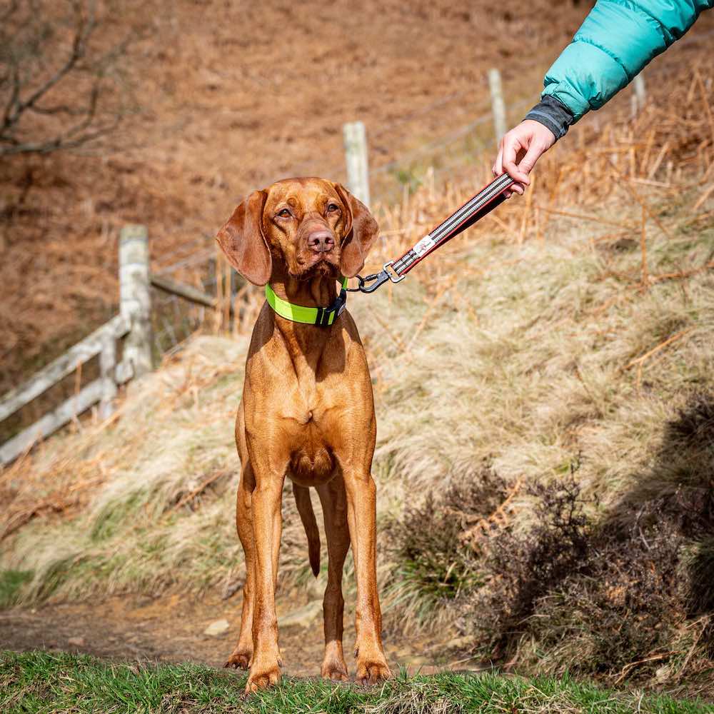 Long Paws, Safety Belt Strap | Close Control Lead