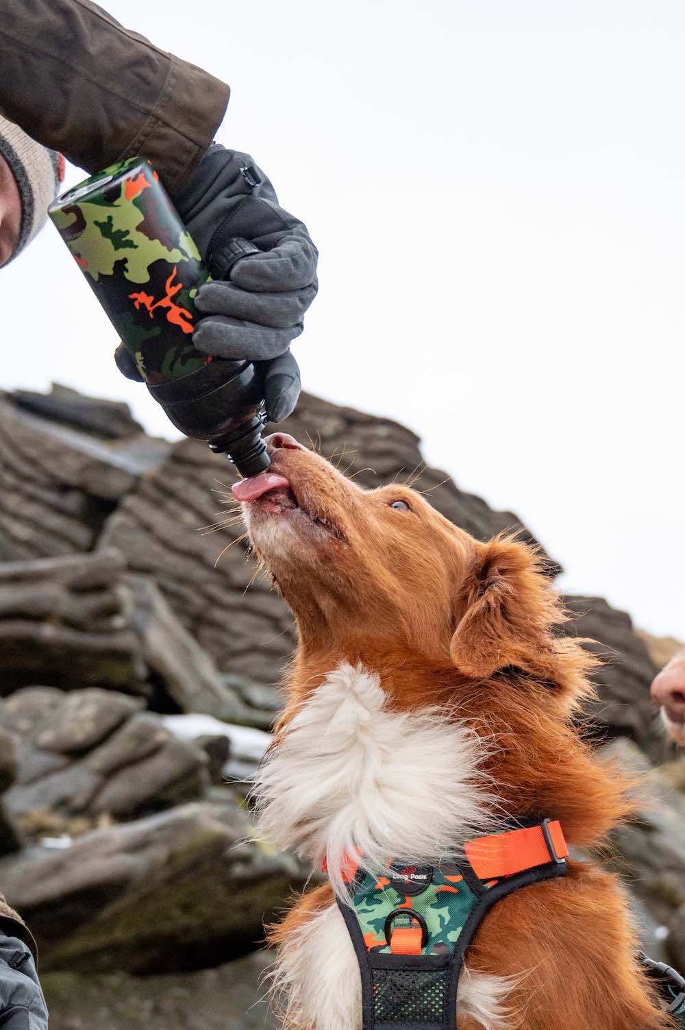Long Paws, Dog Water Bottle, Lick 'n Flow
