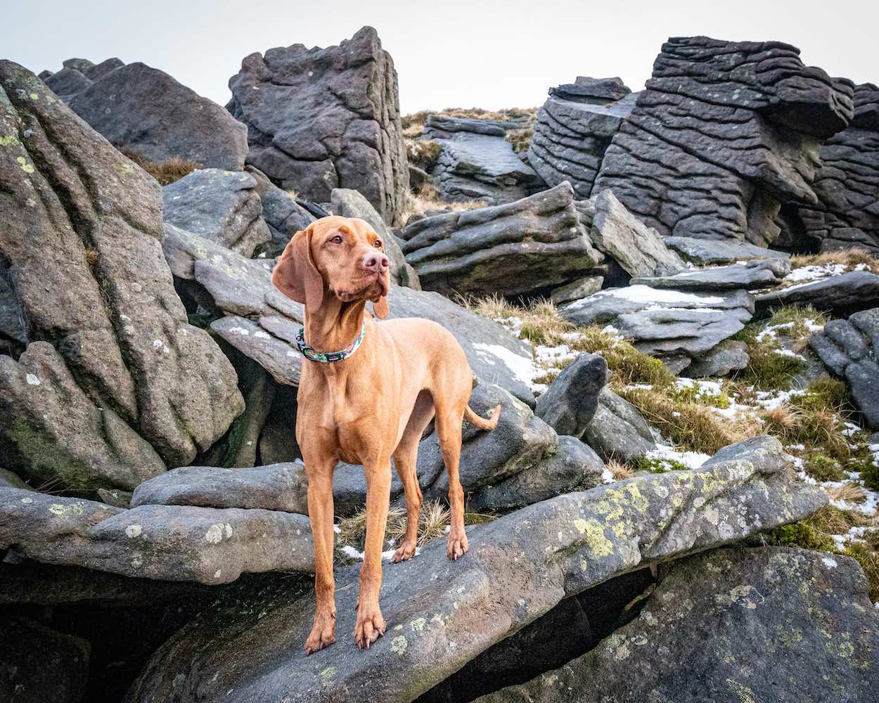 Long Paws, Earth Friendly - Trig Point Collar