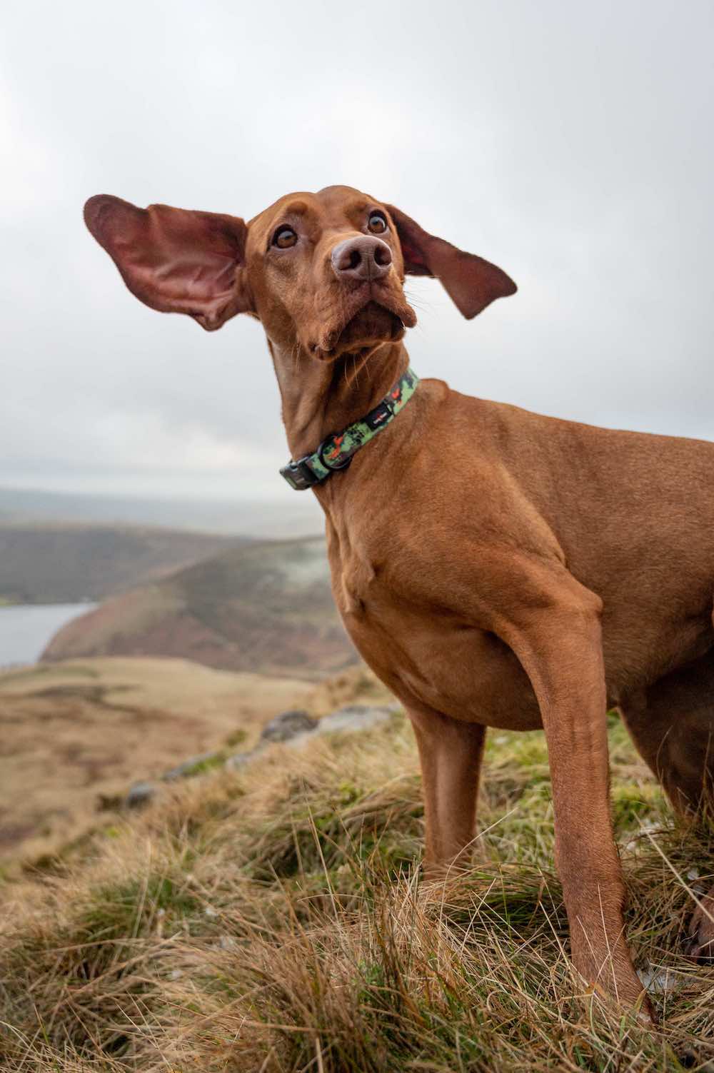 Long Paws, Earth Friendly - Trig Point Collar