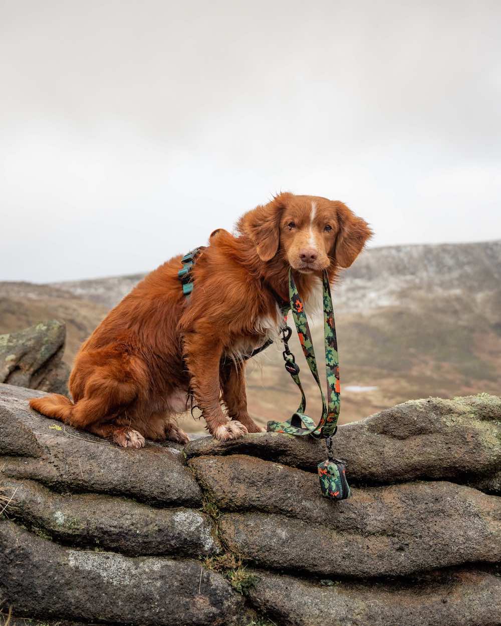 Long Paws, Earth Friendly - Trig Point Lead