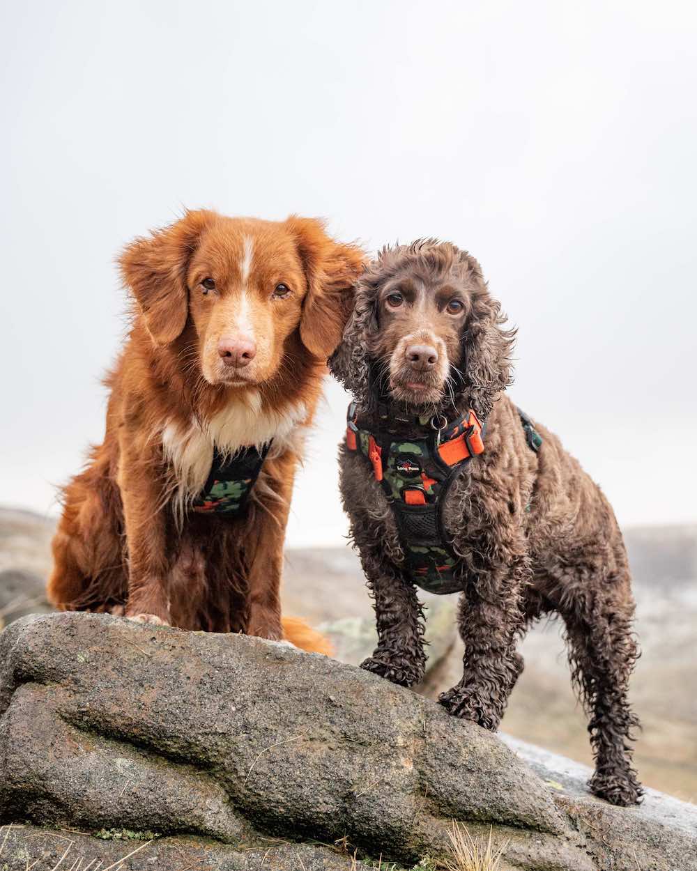 Long Paws, Earth Friendly - Trig Point Harness