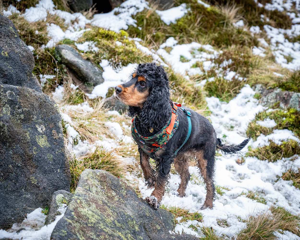 Long Paws, Earth Friendly - Trekker Harness