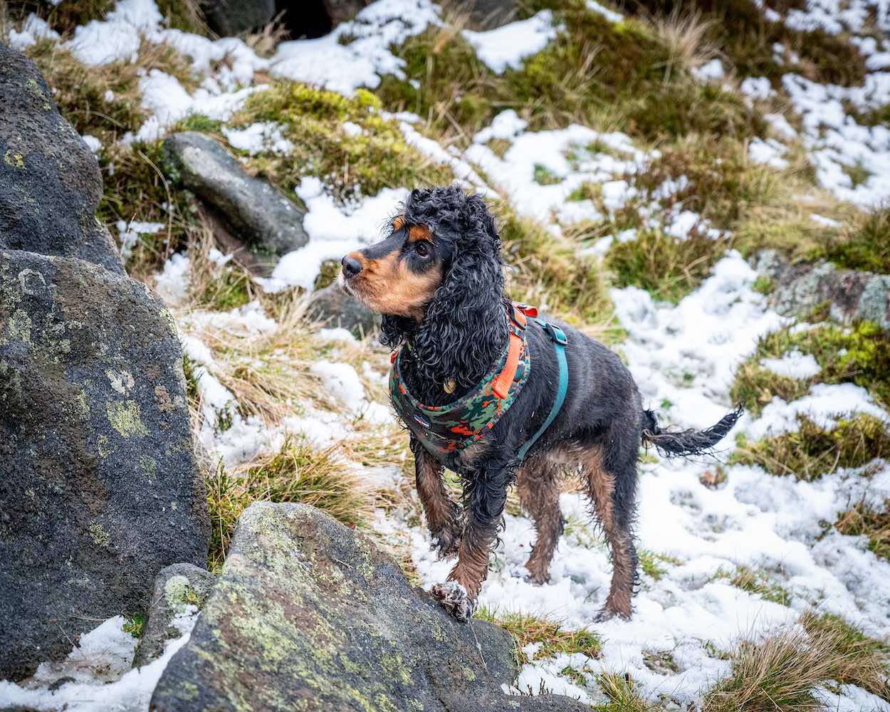 Long Paws, Earth Friendly - Trekker Harness