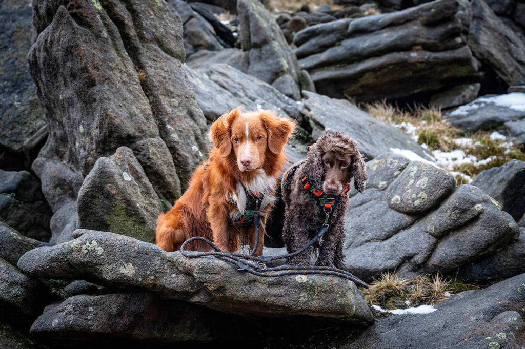 Long Paws, Multi-Function Rope Training Lead