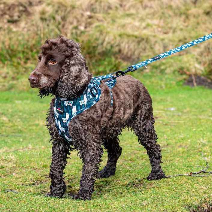 Long Paws, Funk the Dog Harness | Llama Llama Llama