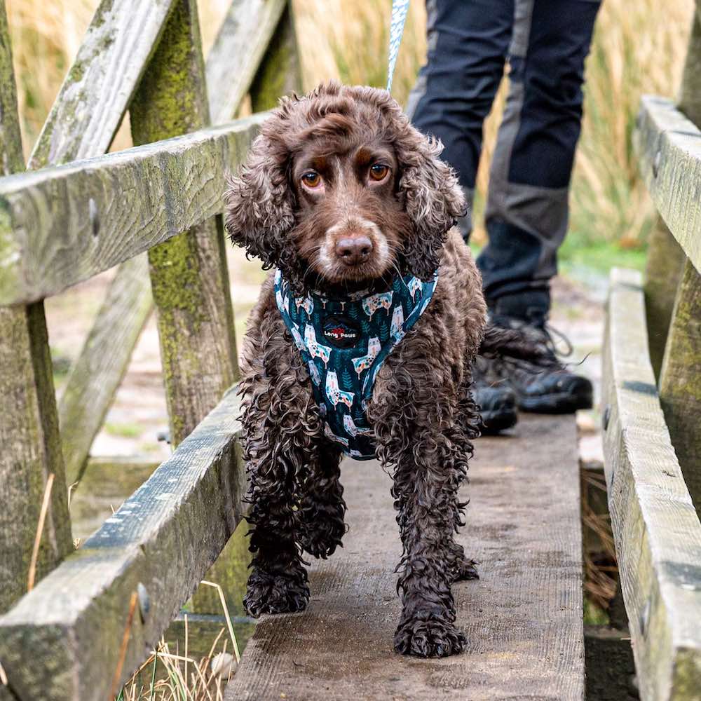 Long Paws, Funk the Dog Harness | Llama Llama Llama