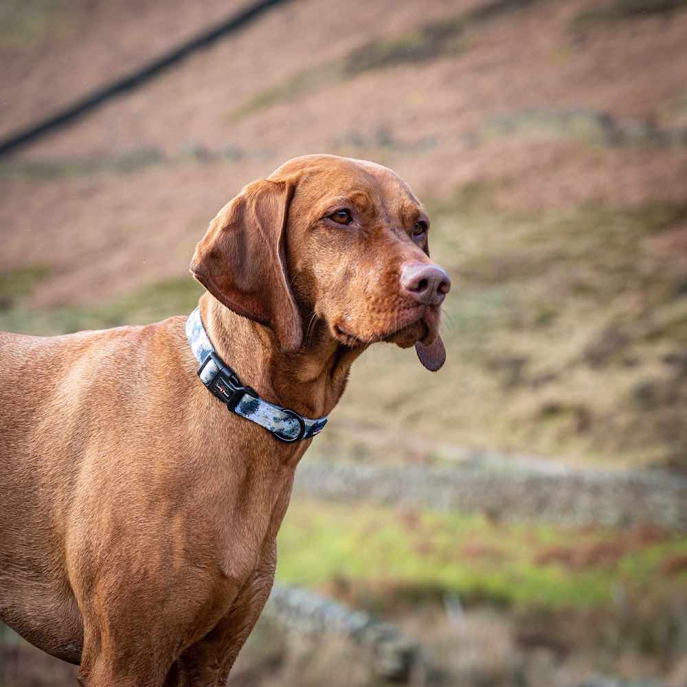 Long Paws, Funk the Dog Collar | Paint Splodge Grey