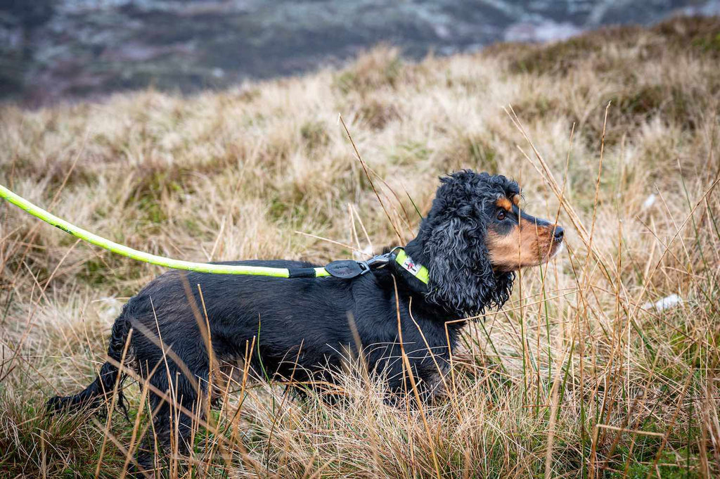 Long Paws, Reflective Neon Rope Lead