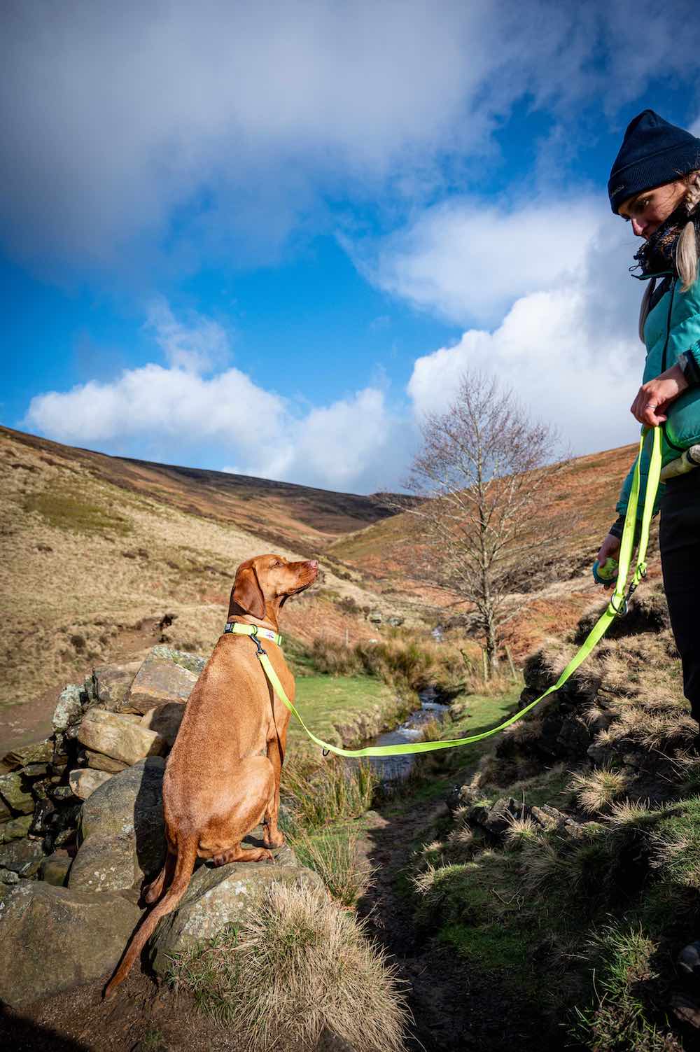 Long Paws, Multi-Function Neon Training Lead