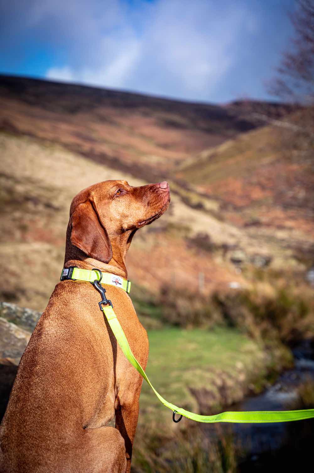 Long Paws, Neon Dog Collar