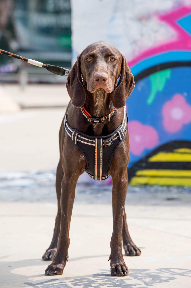 Long Paws, Comfort Step-in Dog Harness - Black