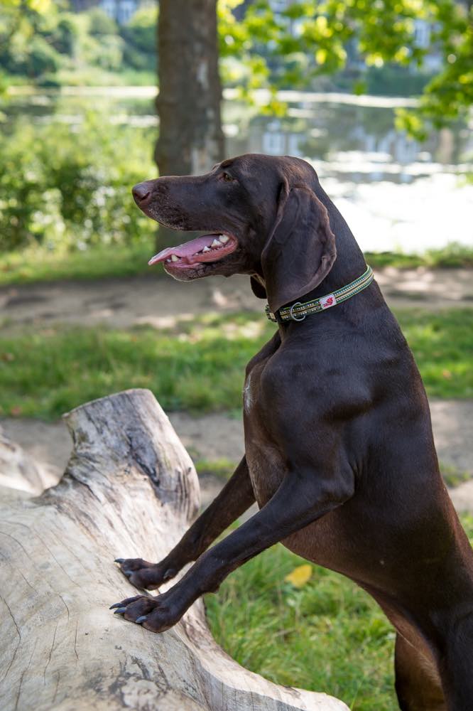 Long Paws, Comfort Dog Collar - Green