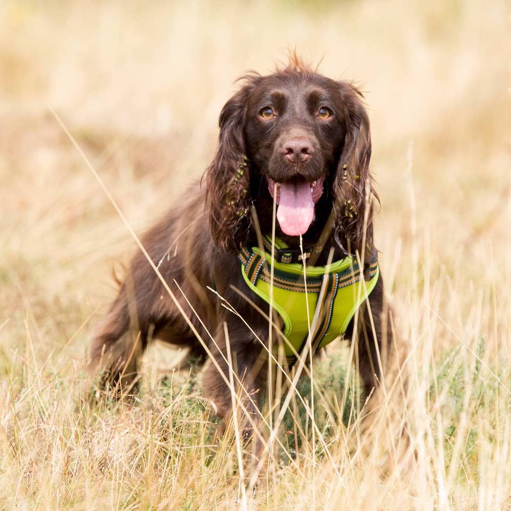 Long Paws, Comfort Step-in Dog Harness - Green
