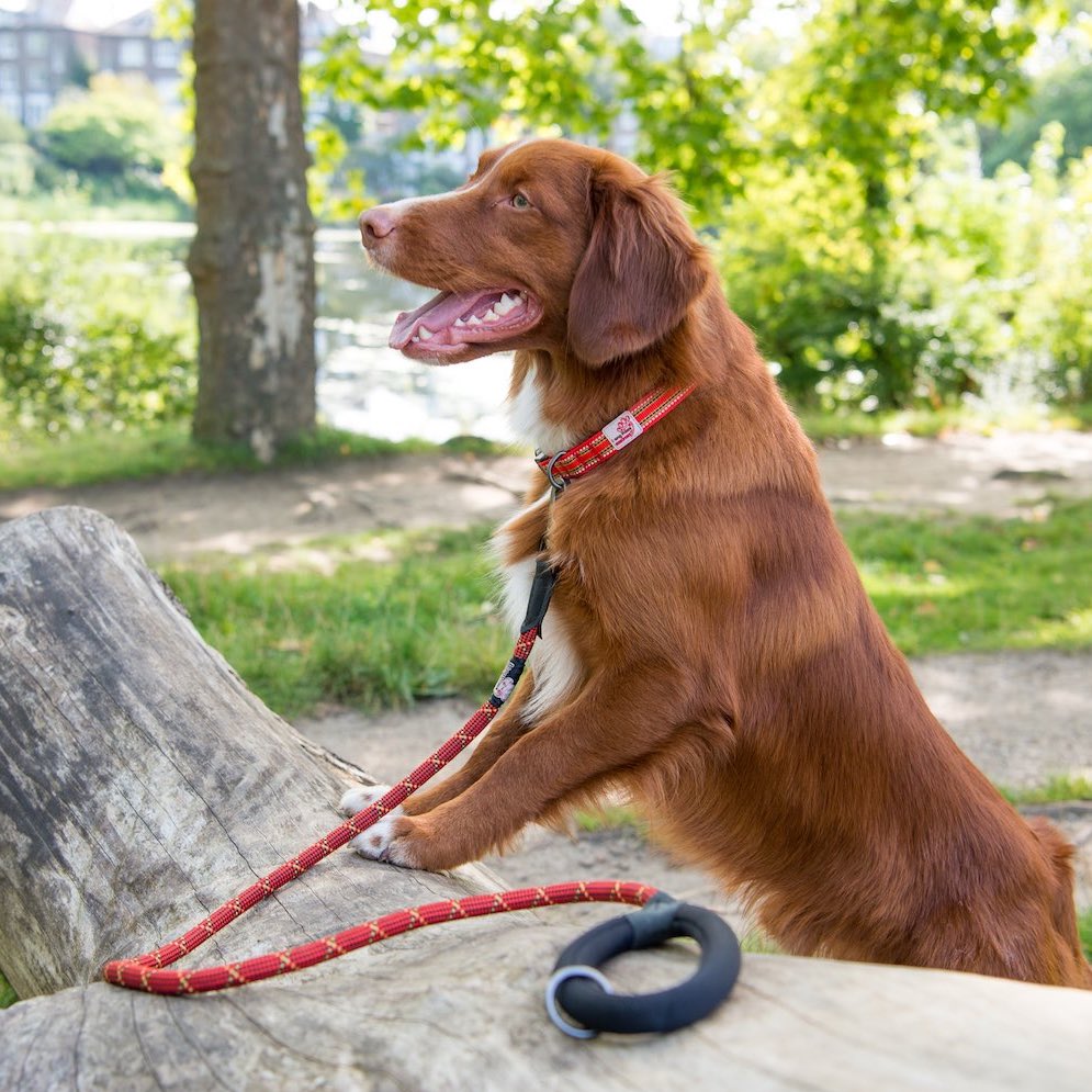 Long Paws Comfort Rope Leash, Locking Clip, Orange