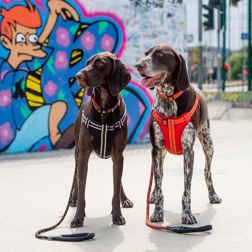 Long Paws, Comfort Rope Lead & Harness Set