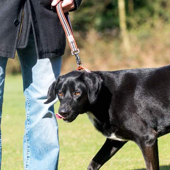 Long Paws, Safety Belt Strap | Close Control Lead