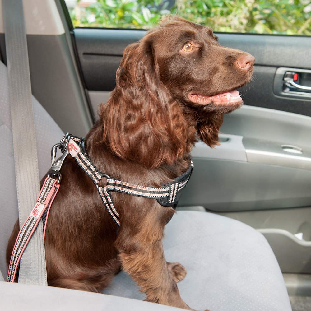 Long Paws, Safety Belt Strap | Close Control Lead