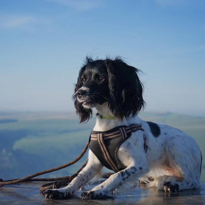 Long Paws, Comfort Step-in Dog Harness - Black