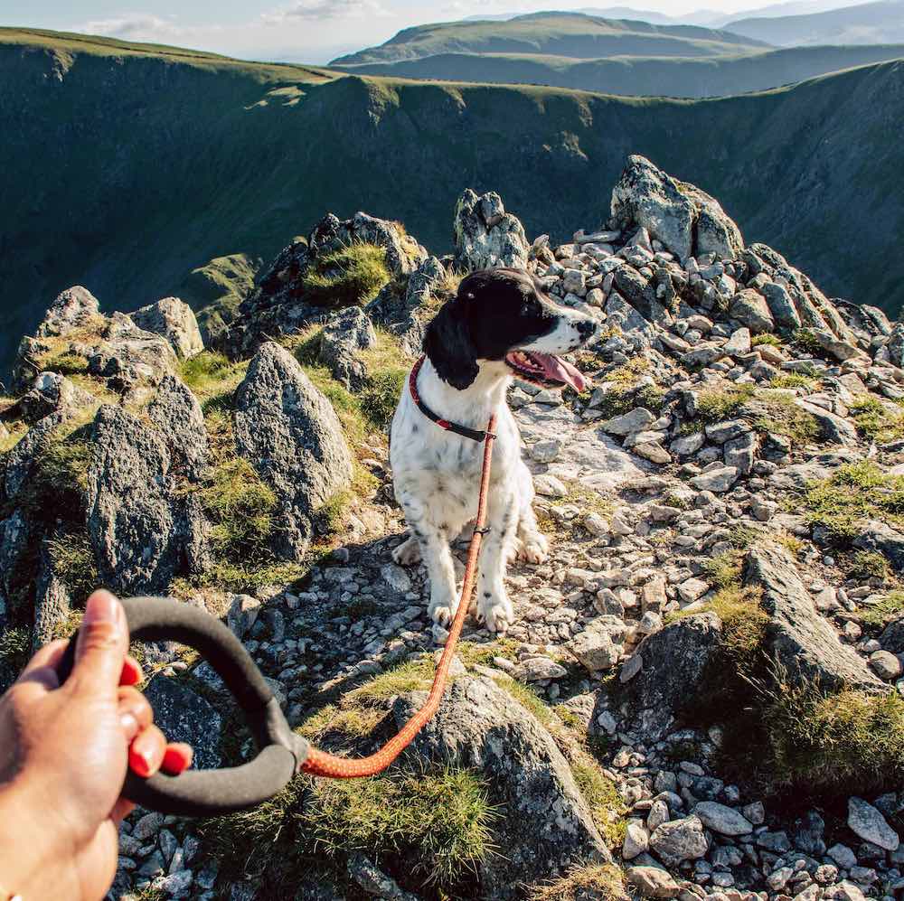 Long Paws, Comfort Rope Slip Lead