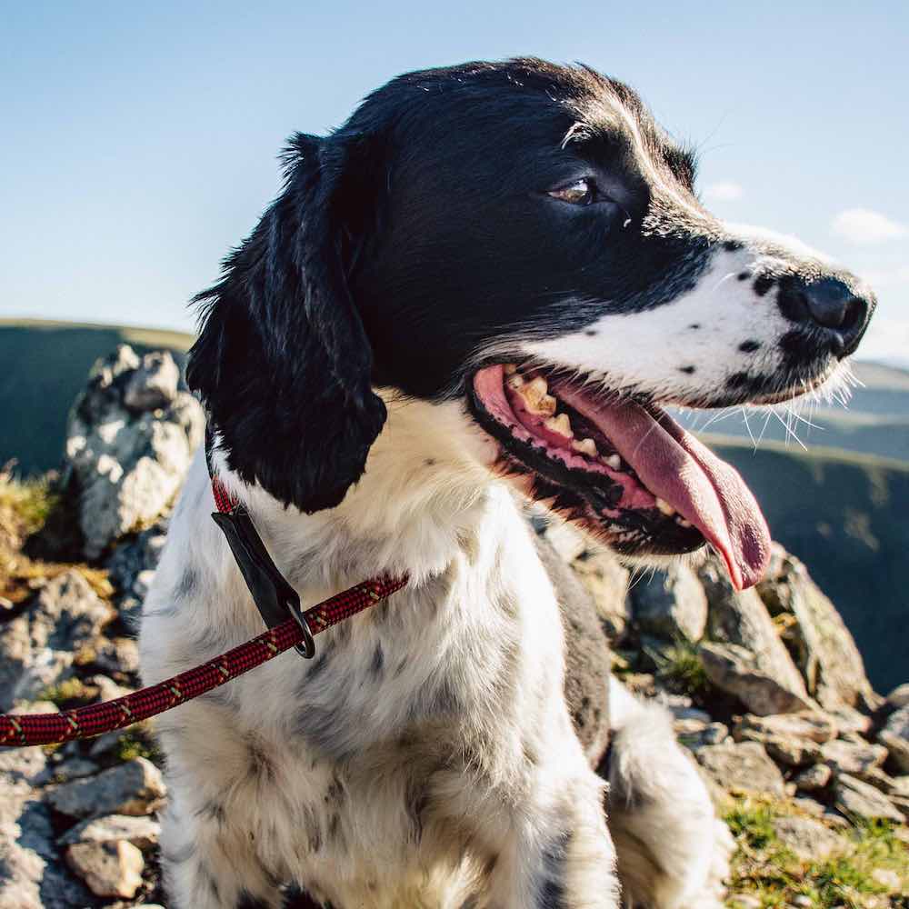 Long Paws, Comfort Rope Slip Lead