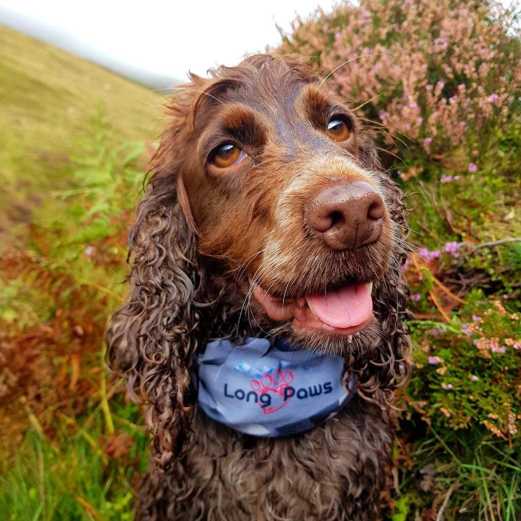 Long Paws, PupStretch Geo Dog Bandanas