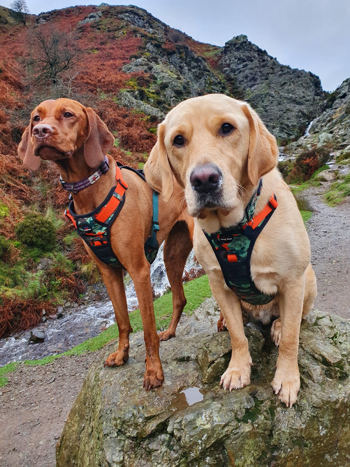 Long Paws, Earth Friendly - Trig Point Harness