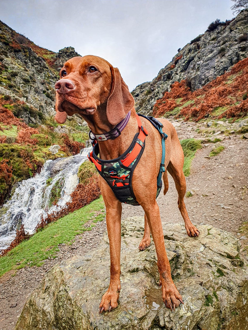 Long Paws, Earth Friendly - Trig Point Harness
