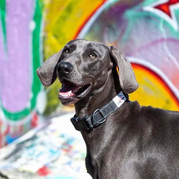 Long Paws, Reflective Dog Collar