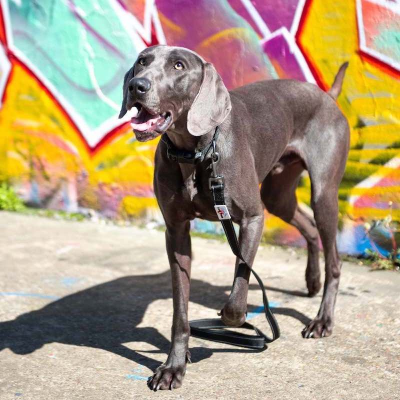 Long Paws, Reflective Dog Leash