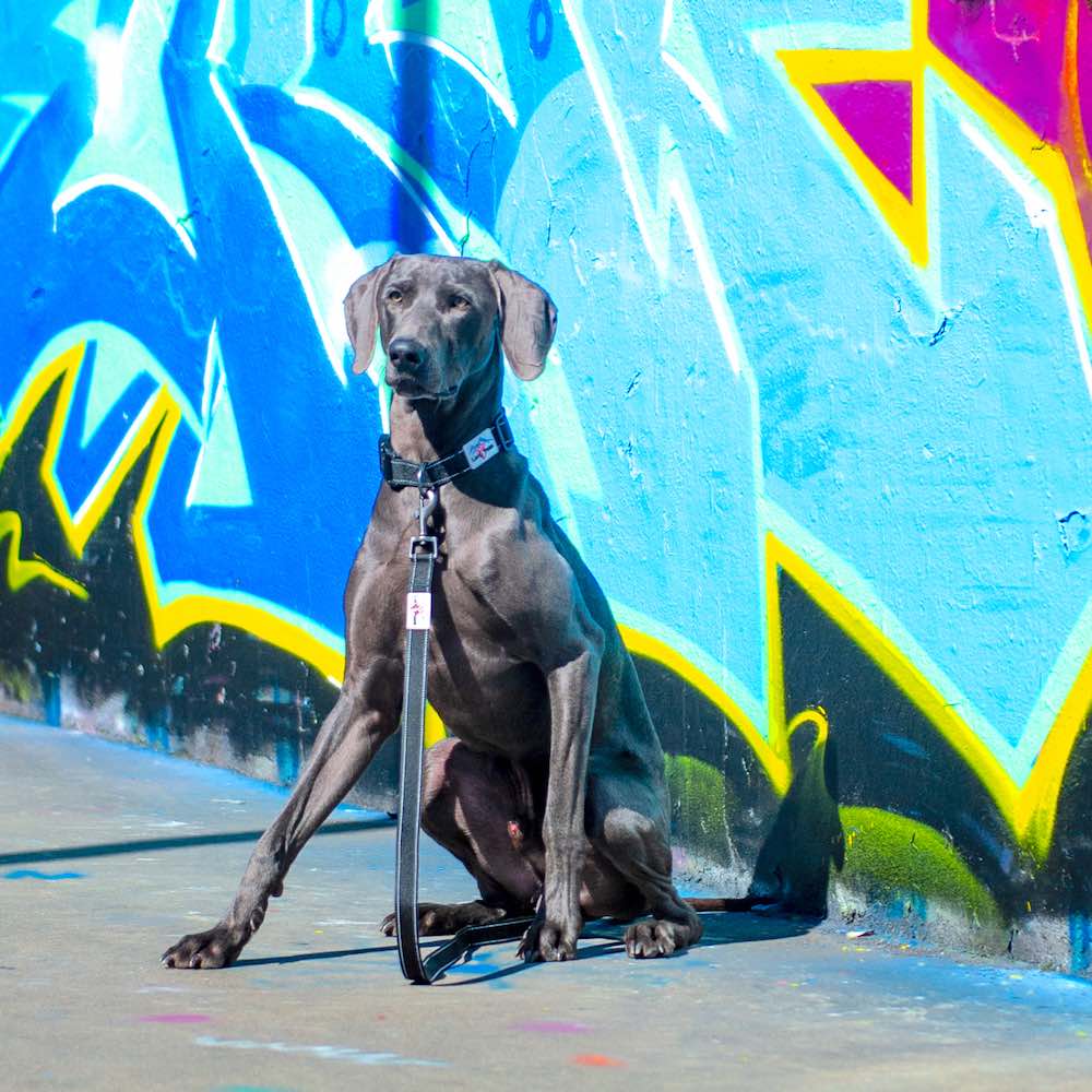 Long Paws, Reflective Dog Collar & Leash Set