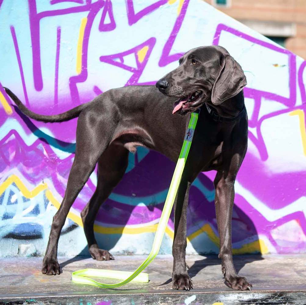 Long Paws, Neon Collar & Multi-function Training Lead Set