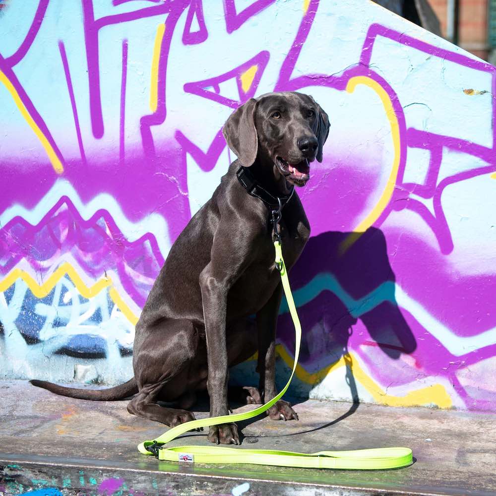 Long Paws, Multi-Function Neon Training Lead