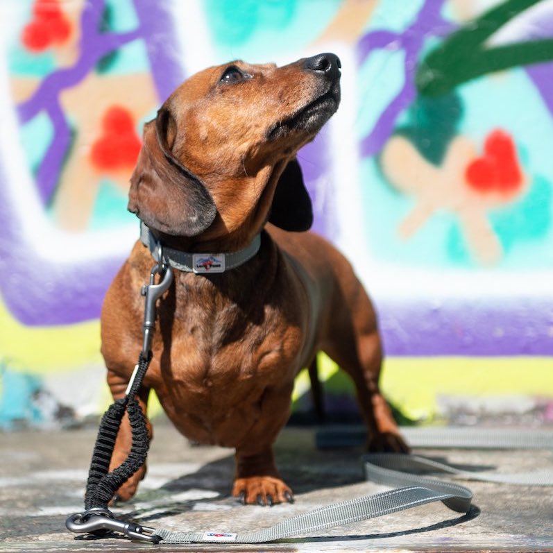 Long Paws, Bungee Lead Extender