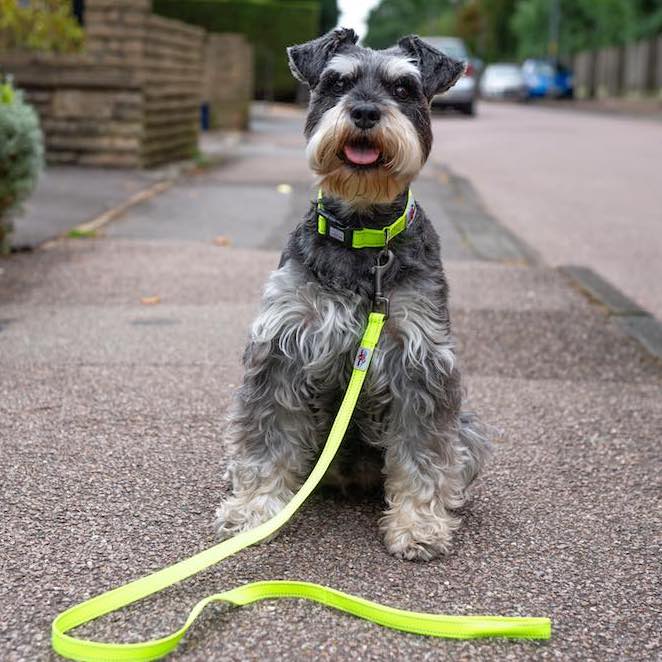 Long Paws, Neon Webbing Dog Lead