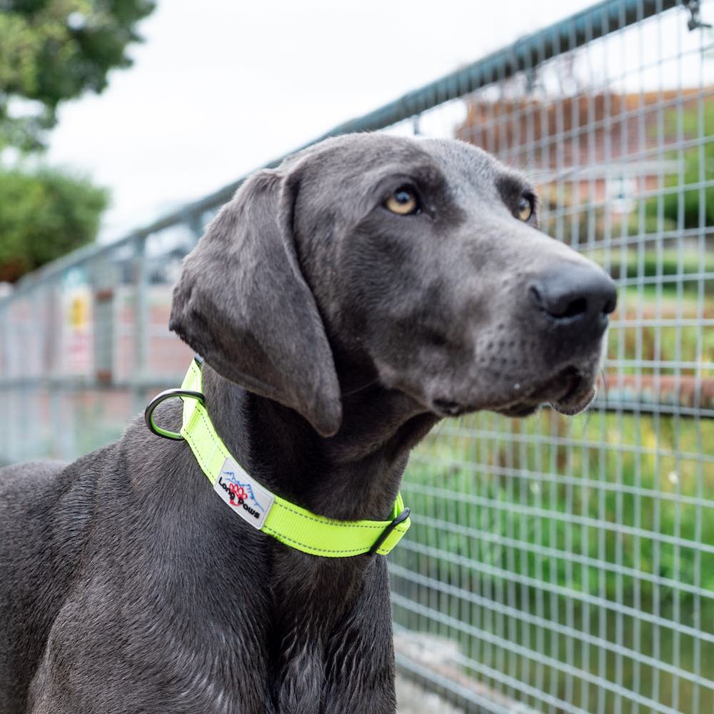 Long Paws, Neon Dog Collar