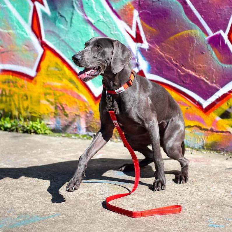 Long Paws, Reflective Dog Collar & Leash Set