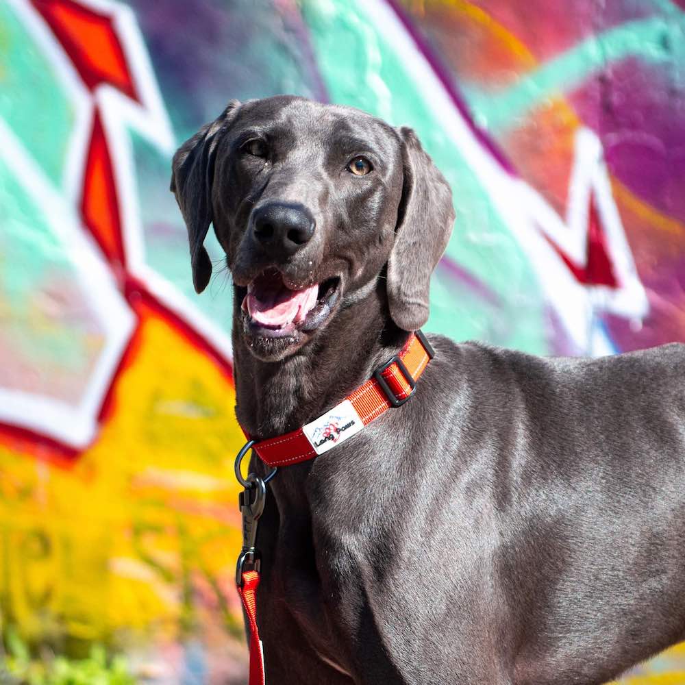 Long Paws, Reflective Dog Collar Online