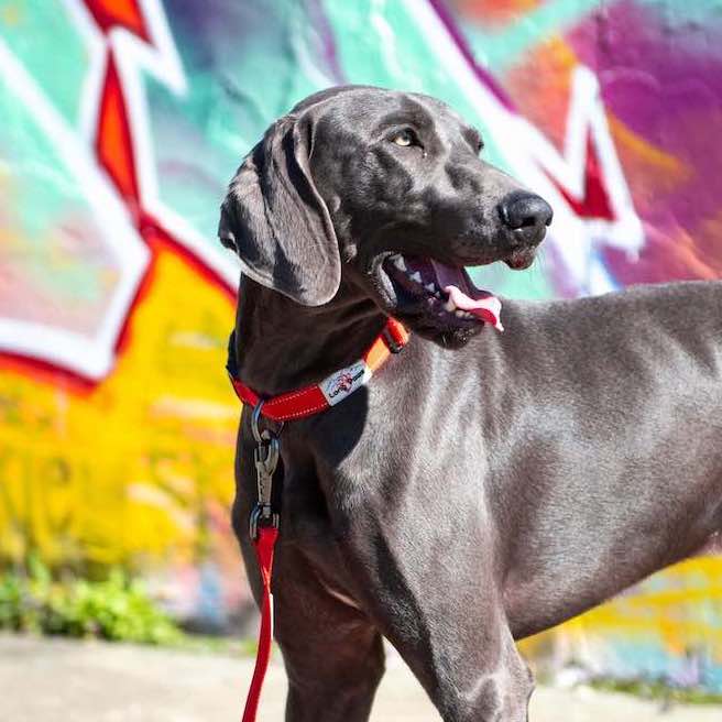 Long Paws, Reflective Dog Leash